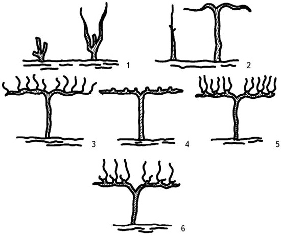 Иллюстрация к книге — Умный виноградник без хлопот [_62.jpg]