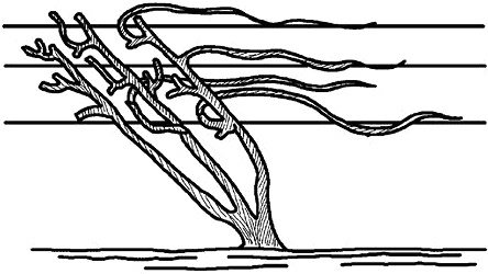 Иллюстрация к книге — Умный виноградник без хлопот [_66.jpg]