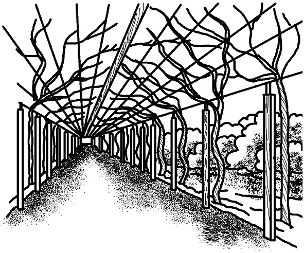 Иллюстрация к книге — Умный виноградник без хлопот [_69.jpg]