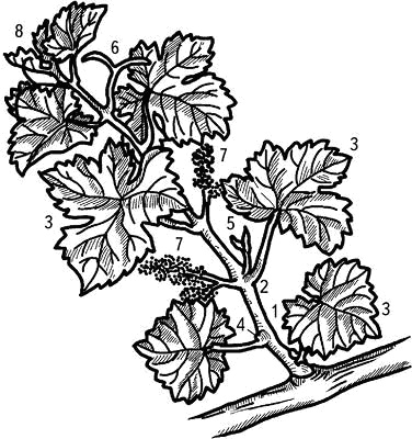 Иллюстрация к книге — Умный виноградник без хлопот [_7.jpg]