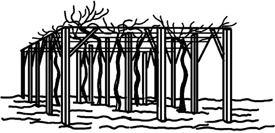 Иллюстрация к книге — Умный виноградник без хлопот [_71.jpg]