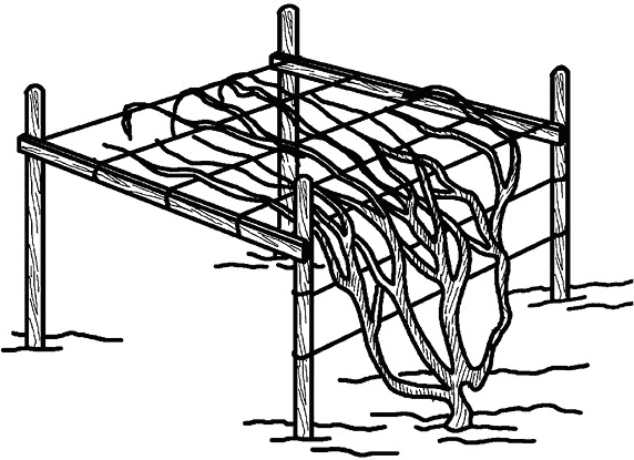 Иллюстрация к книге — Умный виноградник без хлопот [_72.jpg]