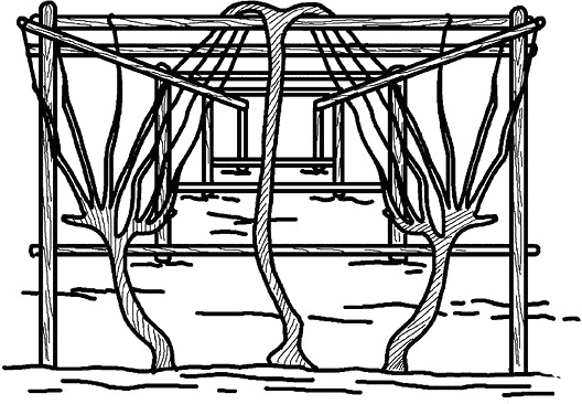 Иллюстрация к книге — Умный виноградник без хлопот [_73.jpg]