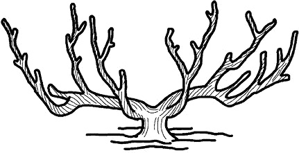 Иллюстрация к книге — Умный виноградник без хлопот [_75.jpg]