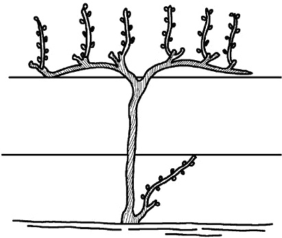 Иллюстрация к книге — Умный виноградник без хлопот [_78.jpg]