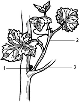 Иллюстрация к книге — Умный виноградник без хлопот [_8.jpg]