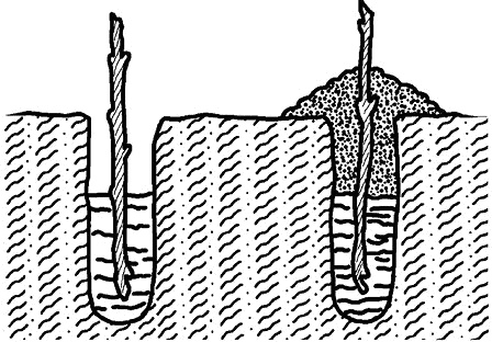 Иллюстрация к книге — Умный виноградник без хлопот [_82.jpg]