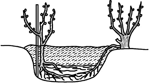 Иллюстрация к книге — Умный виноградник без хлопот [_83.jpg]