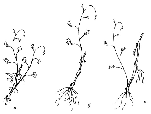 Иллюстрация к книге — Обрезка винограда. Проверенные способы формировки укрывного винограда в средней полосе России [i_001.jpg]