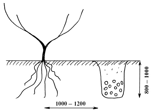 Иллюстрация к книге — Обрезка винограда. Проверенные способы формировки укрывного винограда в средней полосе России [i_003.jpg]