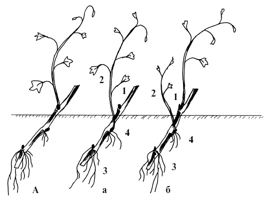 Иллюстрация к книге — Обрезка винограда. Проверенные способы формировки укрывного винограда в средней полосе России [i_006.jpg]