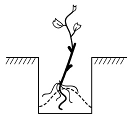 Иллюстрация к книге — Обрезка винограда. Проверенные способы формировки укрывного винограда в средней полосе России [i_008.jpg]