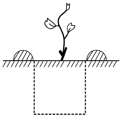 Иллюстрация к книге — Обрезка винограда. Проверенные способы формировки укрывного винограда в средней полосе России [i_009.jpg]