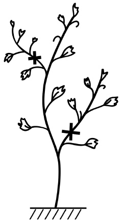 Иллюстрация к книге — Обрезка винограда. Проверенные способы формировки укрывного винограда в средней полосе России [i_010.jpg]