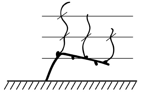 Иллюстрация к книге — Обрезка винограда. Проверенные способы формировки укрывного винограда в средней полосе России [i_014.jpg]