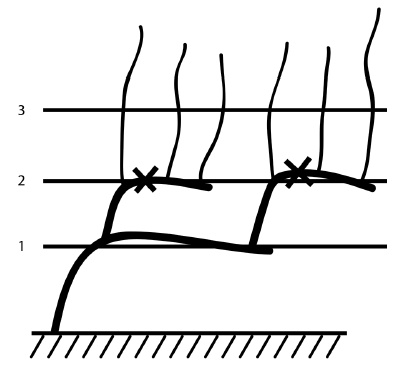 Иллюстрация к книге — Обрезка винограда. Проверенные способы формировки укрывного винограда в средней полосе России [i_024.jpg]