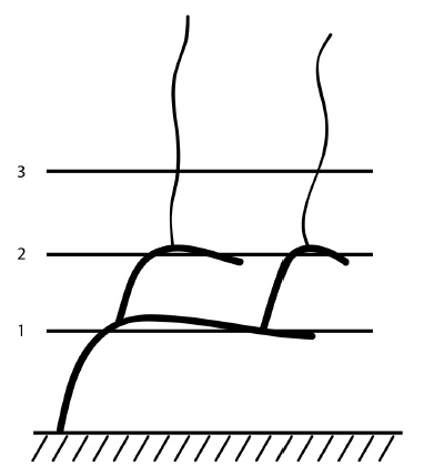 Иллюстрация к книге — Обрезка винограда. Проверенные способы формировки укрывного винограда в средней полосе России [i_025.jpg]