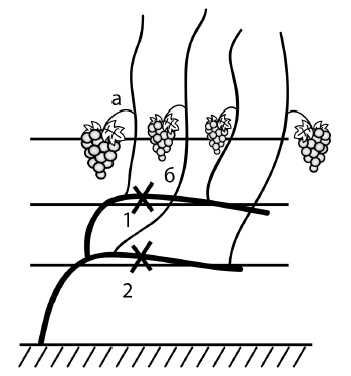 Иллюстрация к книге — Обрезка винограда. Проверенные способы формировки укрывного винограда в средней полосе России [i_030.jpg]