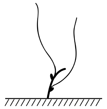 Иллюстрация к книге — Обрезка винограда. Проверенные способы формировки укрывного винограда в средней полосе России [i_032.jpg]