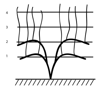 Иллюстрация к книге — Обрезка винограда. Проверенные способы формировки укрывного винограда в средней полосе России [i_038.jpg]
