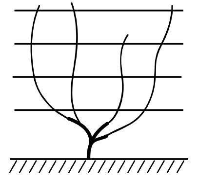 Иллюстрация к книге — Обрезка винограда. Проверенные способы формировки укрывного винограда в средней полосе России [i_039.jpg]