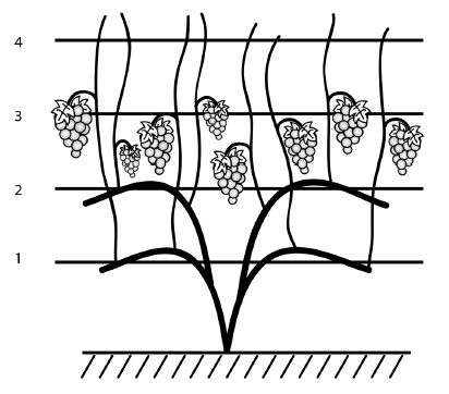 Иллюстрация к книге — Обрезка винограда. Проверенные способы формировки укрывного винограда в средней полосе России [i_040.jpg]