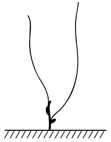 Иллюстрация к книге — Обрезка винограда. Проверенные способы формировки укрывного винограда в средней полосе России [i_046.jpg]