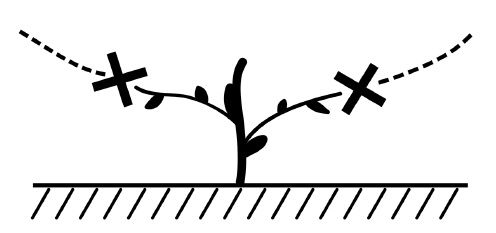 Иллюстрация к книге — Обрезка винограда. Проверенные способы формировки укрывного винограда в средней полосе России [i_047.jpg]