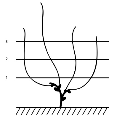 Иллюстрация к книге — Обрезка винограда. Проверенные способы формировки укрывного винограда в средней полосе России [i_048.jpg]
