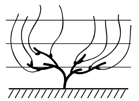 Иллюстрация к книге — Обрезка винограда. Проверенные способы формировки укрывного винограда в средней полосе России [i_050.jpg]