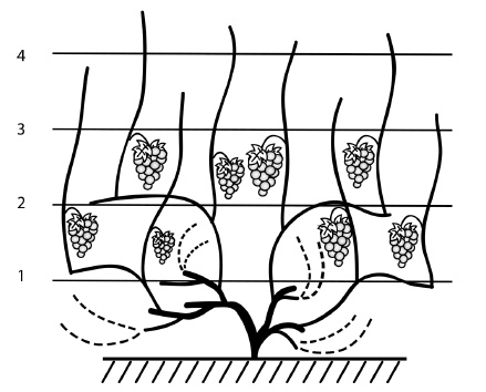 Иллюстрация к книге — Обрезка винограда. Проверенные способы формировки укрывного винограда в средней полосе России [i_053.jpg]
