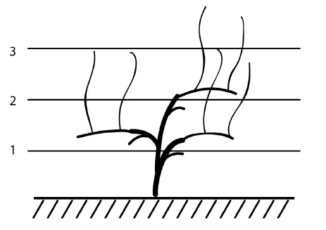 Иллюстрация к книге — Обрезка винограда. Проверенные способы формировки укрывного винограда в средней полосе России [i_054.jpg]