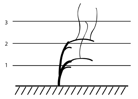 Иллюстрация к книге — Обрезка винограда. Проверенные способы формировки укрывного винограда в средней полосе России [i_055.jpg]