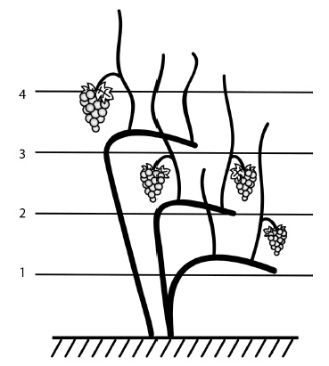 Иллюстрация к книге — Обрезка винограда. Проверенные способы формировки укрывного винограда в средней полосе России [i_057.jpg]
