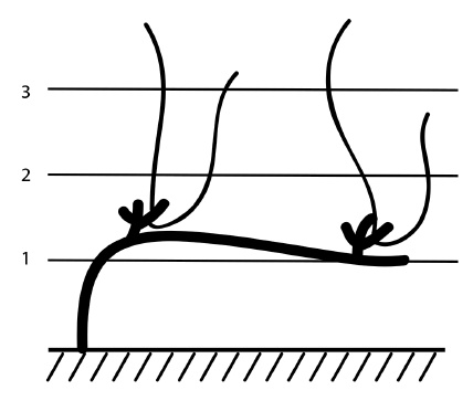 Иллюстрация к книге — Обрезка винограда. Проверенные способы формировки укрывного винограда в средней полосе России [i_064.jpg]