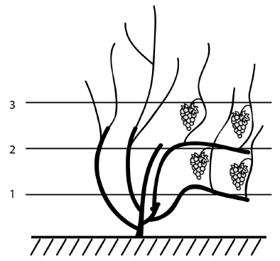 Иллюстрация к книге — Обрезка винограда. Проверенные способы формировки укрывного винограда в средней полосе России [i_068.jpg]