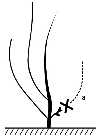 Иллюстрация к книге — Обрезка винограда. Проверенные способы формировки укрывного винограда в средней полосе России [i_071.jpg]