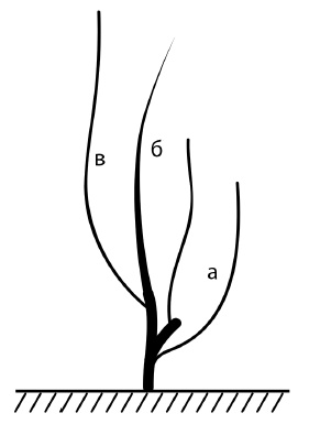 Иллюстрация к книге — Обрезка винограда. Проверенные способы формировки укрывного винограда в средней полосе России [i_072.jpg]