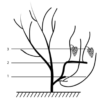 Иллюстрация к книге — Обрезка винограда. Проверенные способы формировки укрывного винограда в средней полосе России [i_077.jpg]