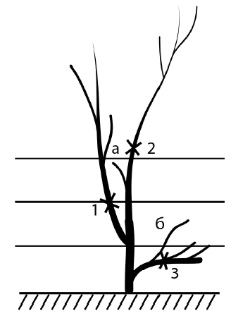 Иллюстрация к книге — Обрезка винограда. Проверенные способы формировки укрывного винограда в средней полосе России [i_078.jpg]