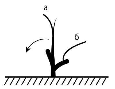 Иллюстрация к книге — Обрезка винограда. Проверенные способы формировки укрывного винограда в средней полосе России [i_079.jpg]