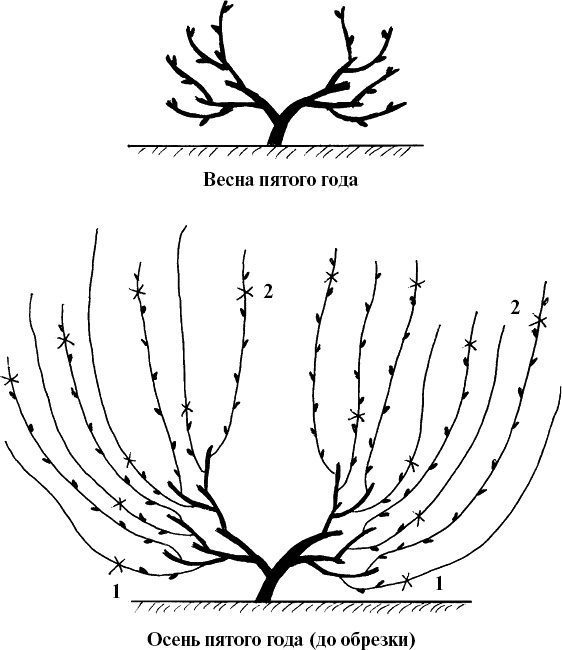 Иллюстрация к книге — Виноград, малина, смородина, крыжовник и другие ягоды [_041.jpg]