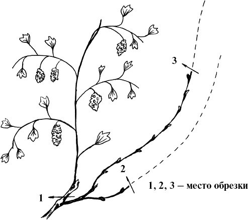Иллюстрация к книге — Виноград, малина, смородина, крыжовник и другие ягоды [_044.jpg]