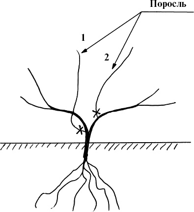 Иллюстрация к книге — Виноград, малина, смородина, крыжовник и другие ягоды [_053.jpg]