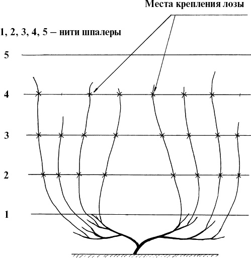 Иллюстрация к книге — Виноград, малина, смородина, крыжовник и другие ягоды [_066.jpg]