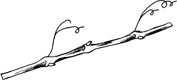 Иллюстрация к книге — Виноград, малина, смородина, крыжовник и другие ягоды [_076.jpg]