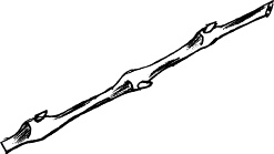 Иллюстрация к книге — Виноград, малина, смородина, крыжовник и другие ягоды [_077.jpg]