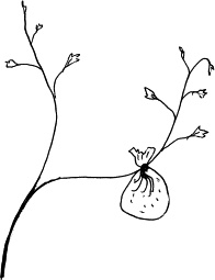 Иллюстрация к книге — Виноград, малина, смородина, крыжовник и другие ягоды [_079_2.jpg]