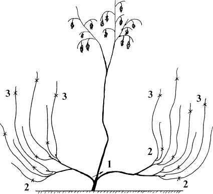 Иллюстрация к книге — Виноград, малина, смородина, крыжовник и другие ягоды [_087_2.jpg]
