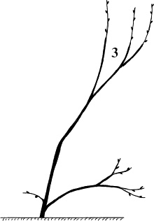 Иллюстрация к книге — Виноград, малина, смородина, крыжовник и другие ягоды [_088_2.jpg]